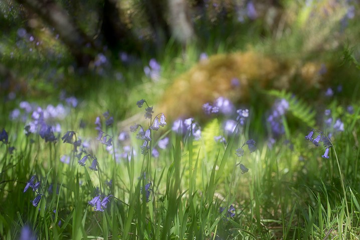 Pflanzen Atlantisches Hasenglckchen Hyacinthoides non-scripta Buebell